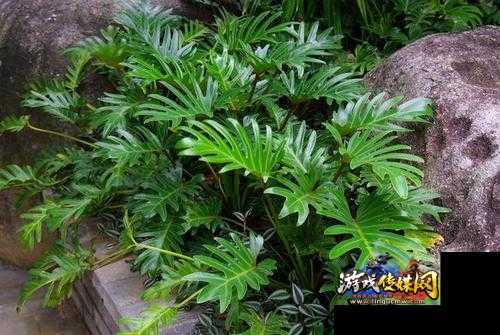 龙鳞春羽的养殖技巧与注意事项