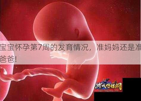 宝宝怀孕第7周的发育情况,准妈妈还是准爸爸!